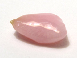 conchpearl0.97ct